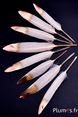 Oca lama punta dorata-bronzo - 10-15 cm - crema rosa